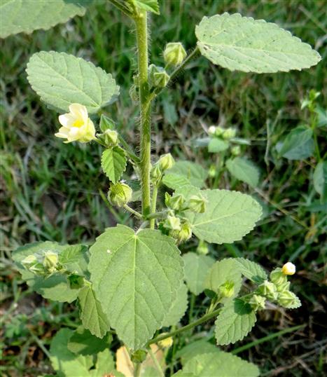Sida cordifolia